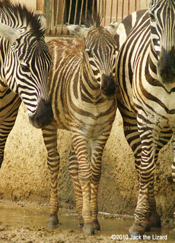 The Grant's Zebra