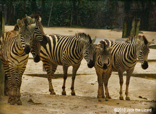 The Grant's Zebra