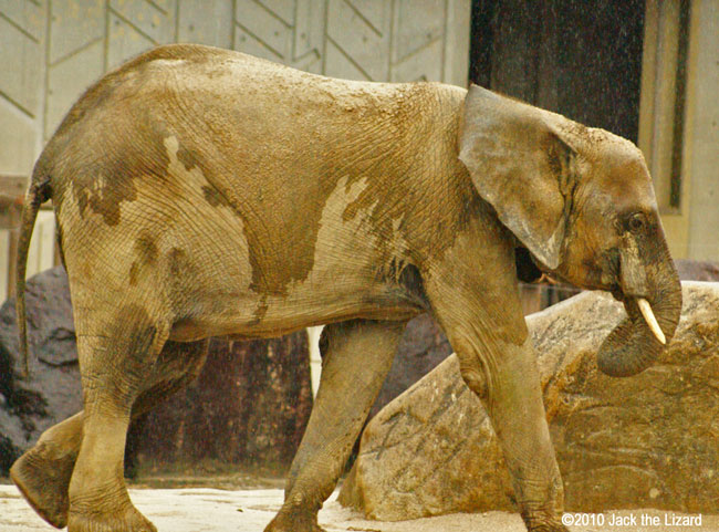 African Elephant