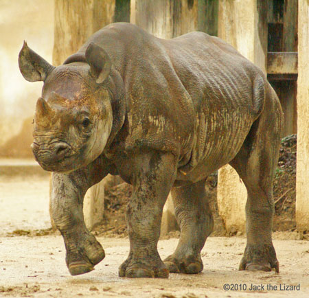 Black Rhinoceros