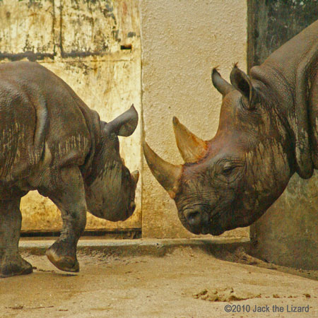 Black Rhinoceros