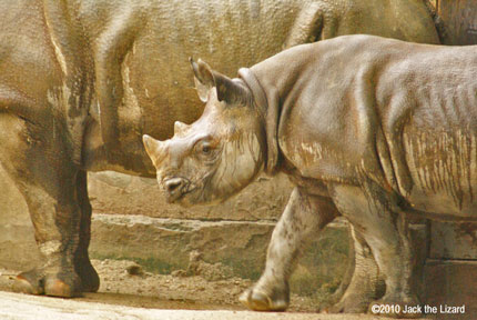 Black Rhinoceros