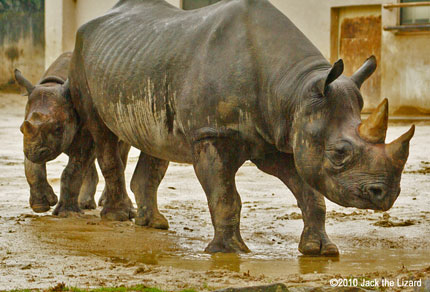 Black Rhinoceros