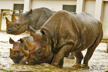 Black Rhinoceros