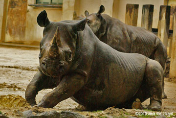 Black Rhinoceros