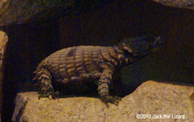 Armadillo Lizard