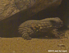 Armadillo Lizard