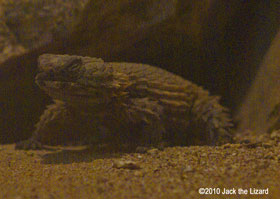 Armadillo Lizard