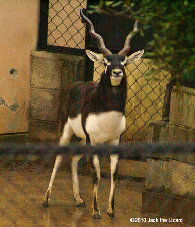 Blackbuck