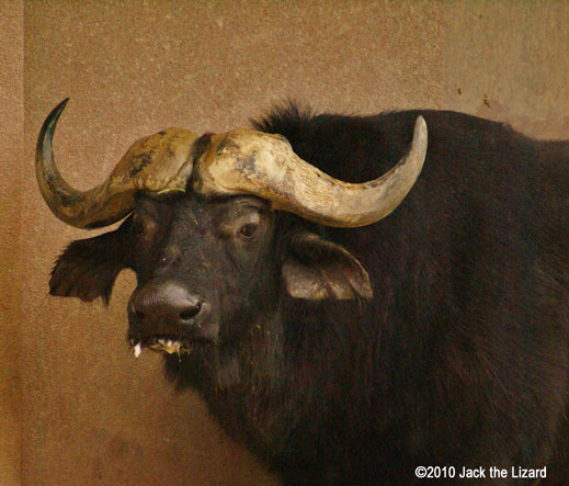 African Buffalo