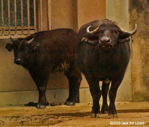 African Buffalo