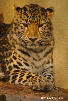 Amur Leopard