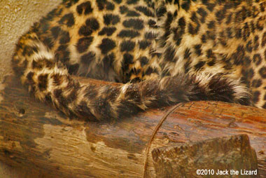 Amur Leopard