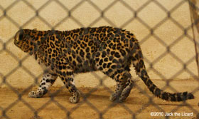 Amur Leopard