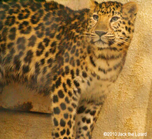 Amur Leopard