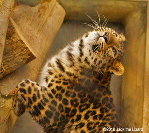 Amur Leopard