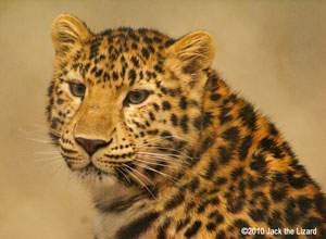 Amur Leopard