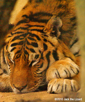 Siberian Tiger