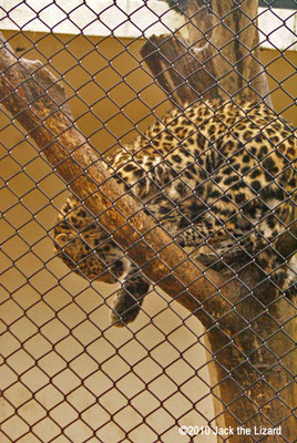 Amur Leopard