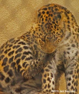 Amur Leopard