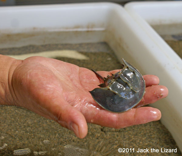 Horseshoe crab, Kasaoka-city Horseshoe Crab Museum