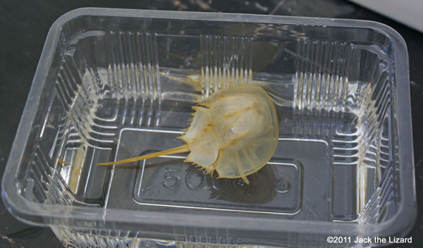 Cast-off carapace of horseshoe crab, Kasaoka-city Horseshoe Crab Museum