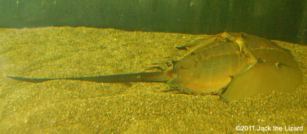 Horseshoe crab, Kasaoka-city Horseshoe Crab Museum