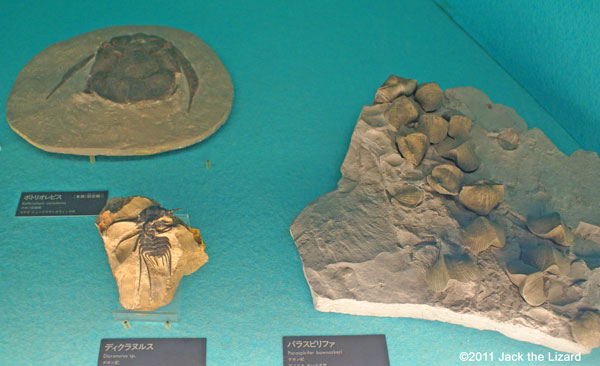 Trilobite, Kasaoka-city Horseshoe Crab Museum