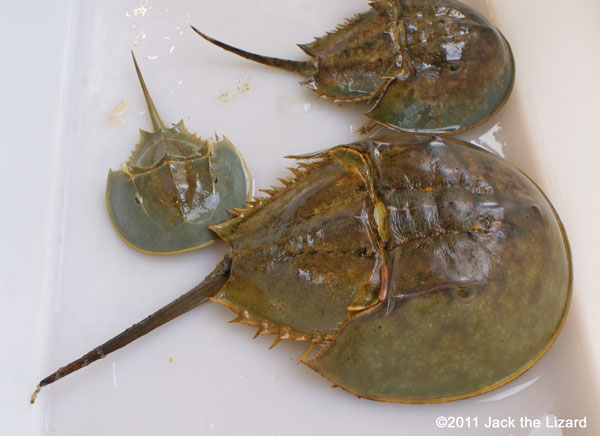 Horseshoe crab, Kasaoka-city Horseshoe Crab Museum