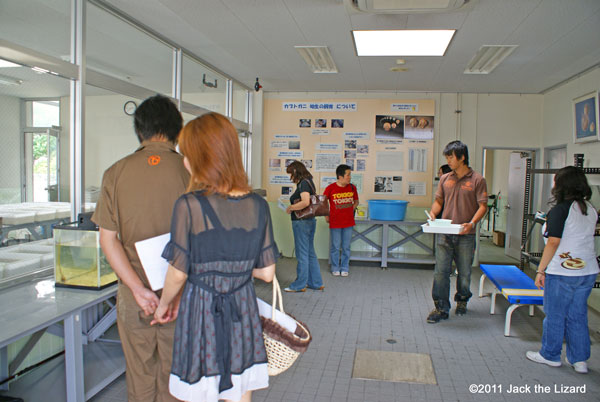 Horseshoe crab, Kasaoka-city Horseshoe Crab Museum