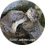 Otter, Ichikawa Zoo