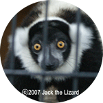 Black-and-Wjote Ruffed Lemur, Ichikawa Zoo
