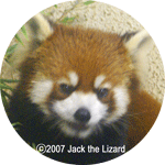 Red Panda, Ichikawa Zoo