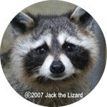 Raccoon, Ichikawa Zoo
