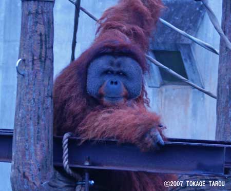 Orangutan, Ichikawa Zoo