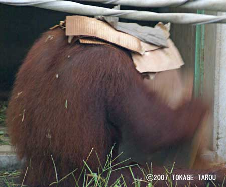 Orangutan, Ichikawa Zoo