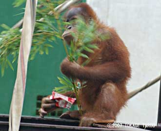 Orangutan, Ichikawa Zoo