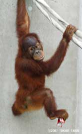 Orangutan, Ichikawa Zoo