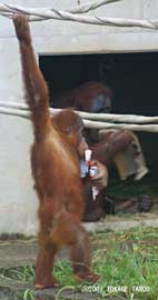 Orangutan, Ichikawa Zoo