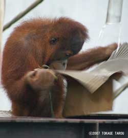 Orangutan, Ichikawa Zoo