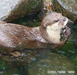 Oriental Small-clawed Otters, Ichikawa Zoo