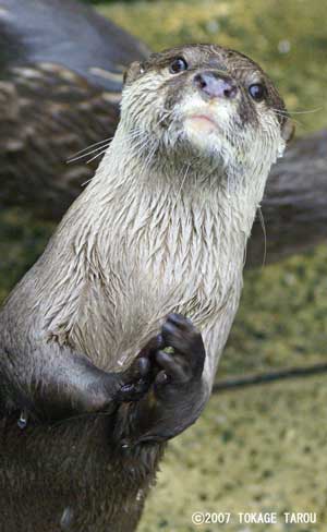Oriental Small-clawed Otters, Ichikawa Zoo