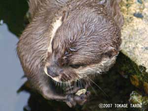 Oriental Small-clawed Otters, Ichikawa Zoo