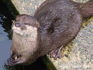 Oriental Small-clawed Otters, Ichikawa Zoo