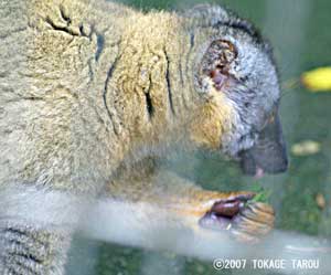 Brown Lemur, Ichikawa Zoo