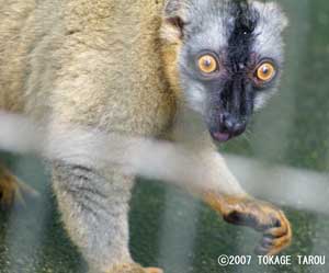 Brown Lemur, Ichikawa Zoo