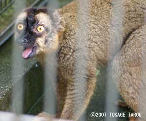 Brown Lemur, Ichikawa Zoo