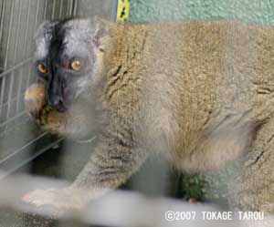 Brown Lemur, Ichikawa Zoo