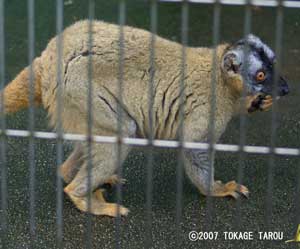 Brown Lemur, Ichikawa Zoo