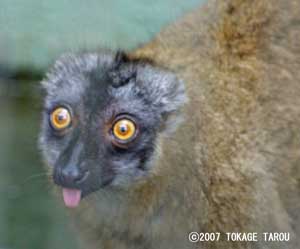 Brown Lemur, Ichikawa Zoo